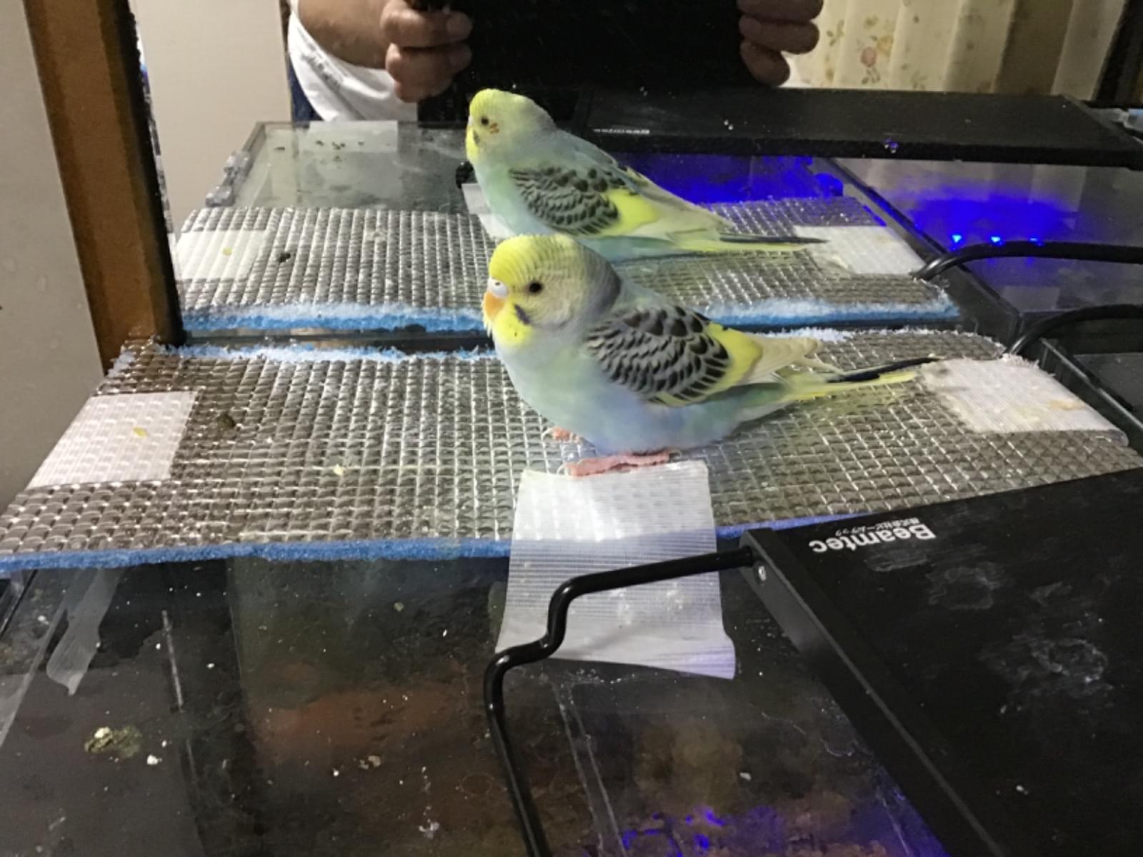 ポコちゃん ポコちゃん