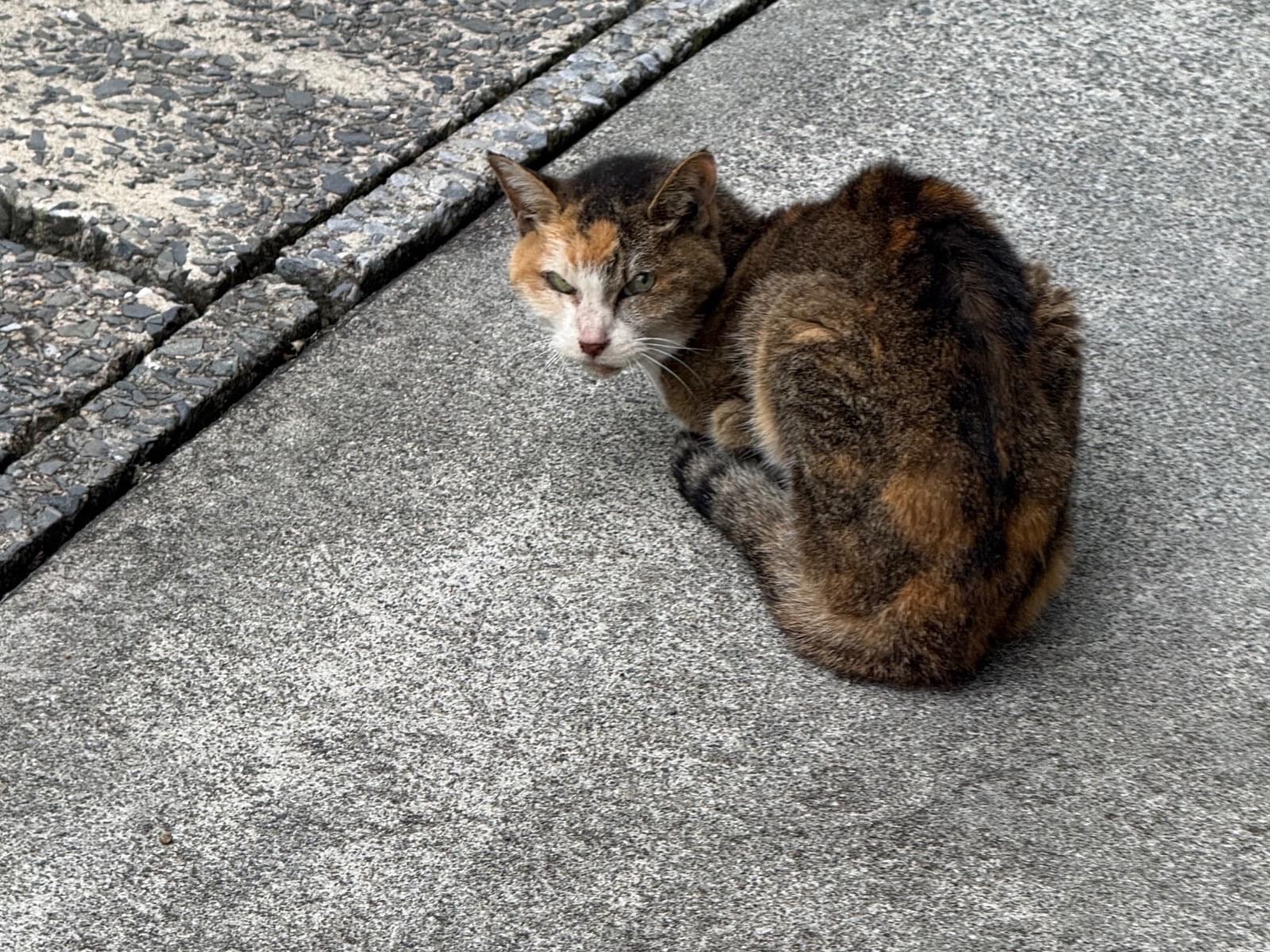 保護された猫 保護された猫
