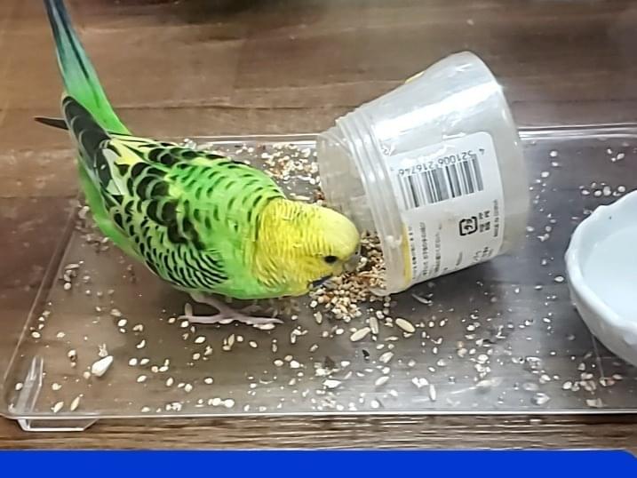 保護された鳥 保護された鳥
