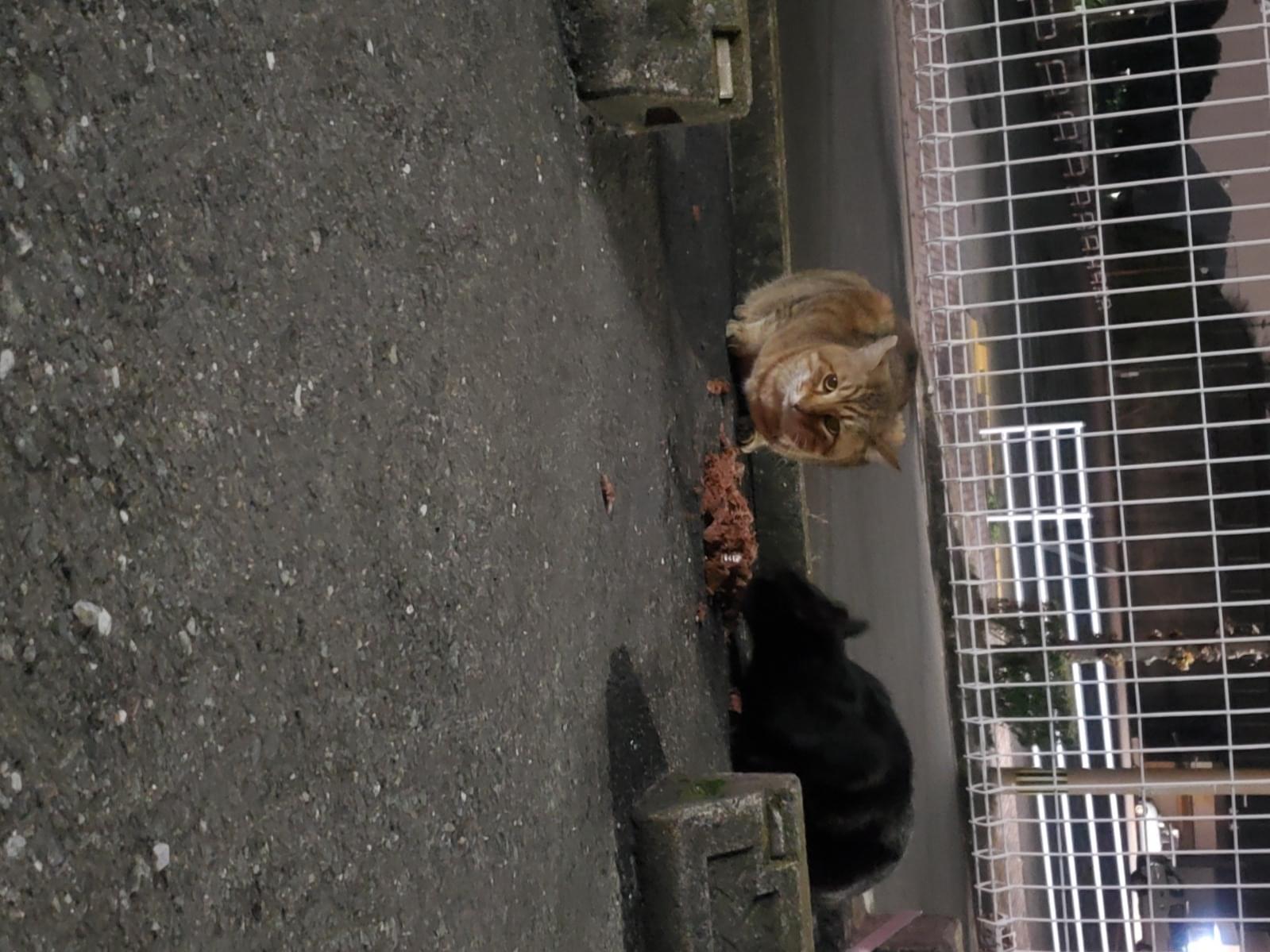 目撃された猫 目撃された猫