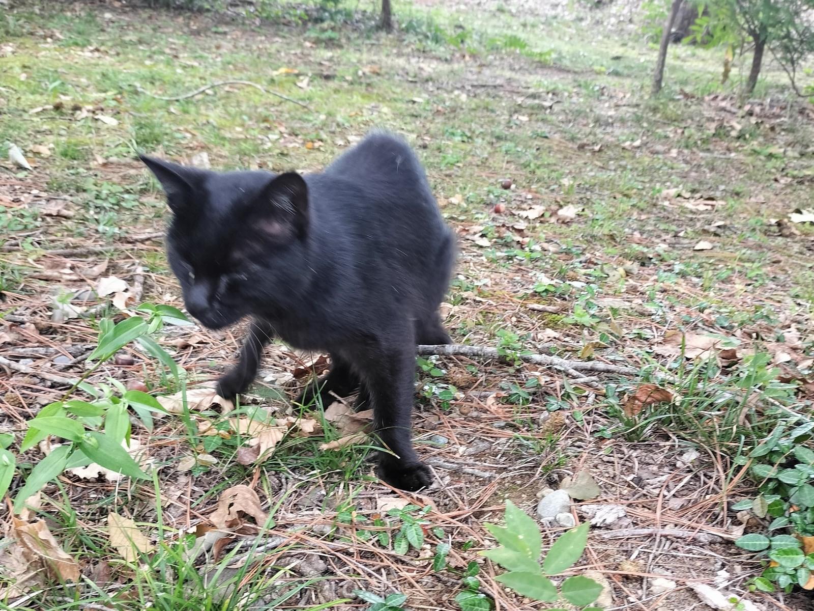 目撃された猫 目撃された猫