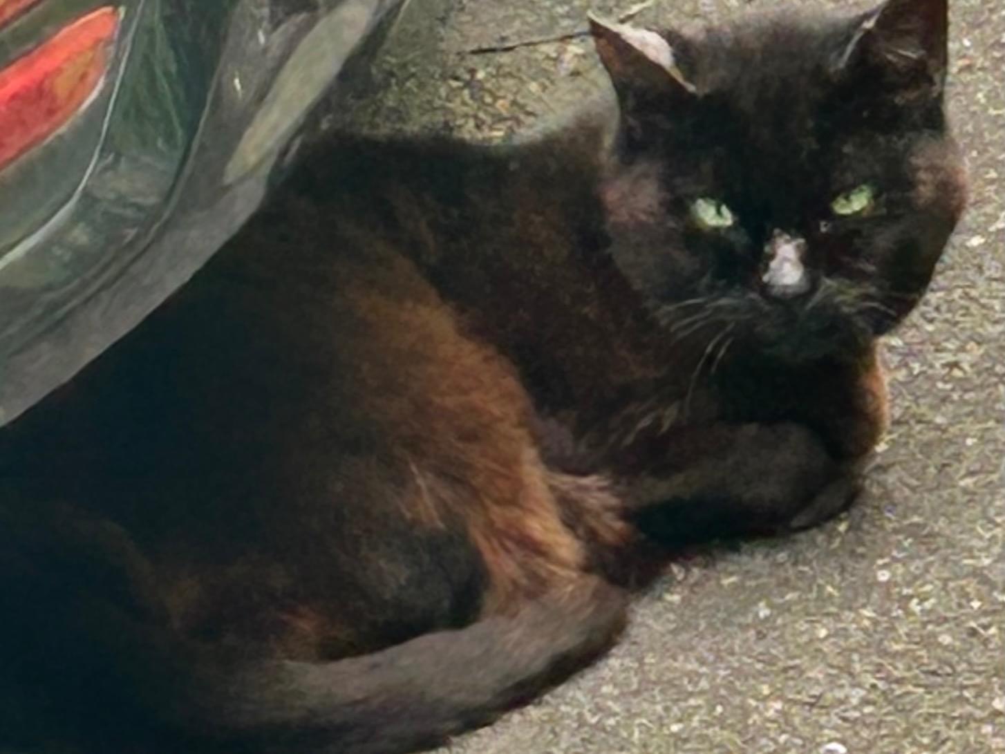 目撃された猫 目撃された猫