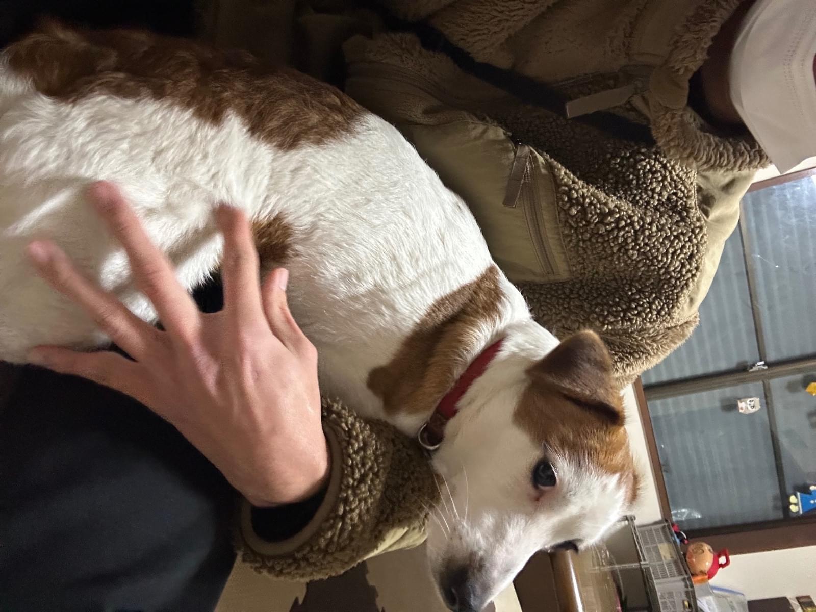 目撃された犬 目撃された犬