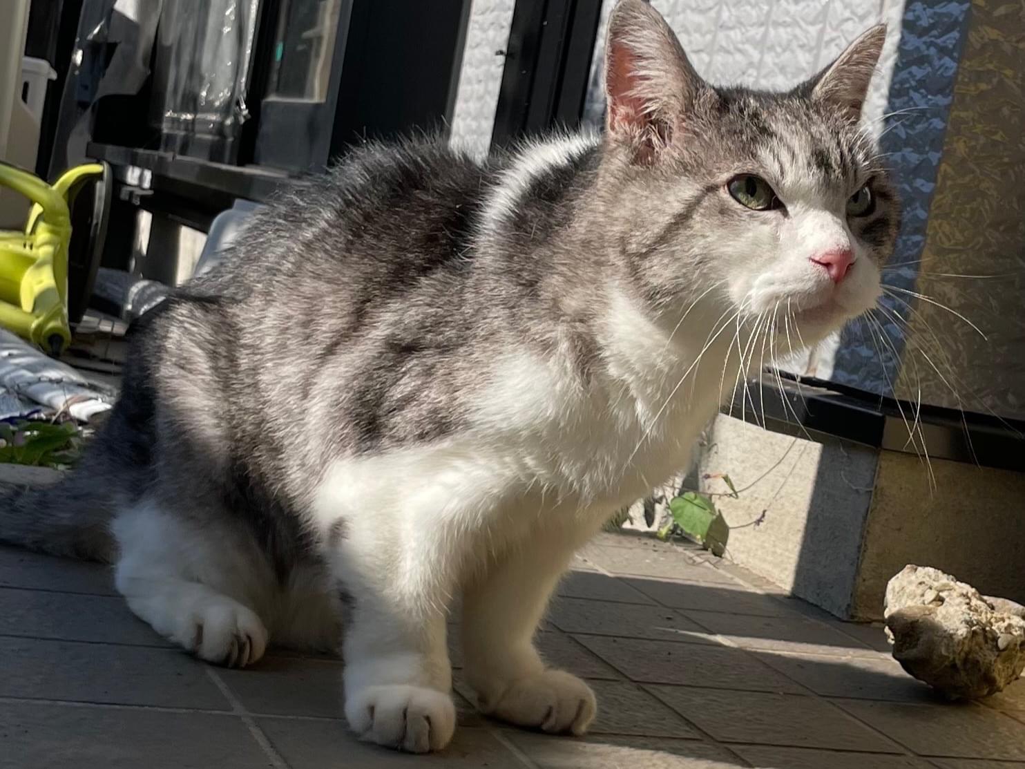 保護された猫 保護された猫