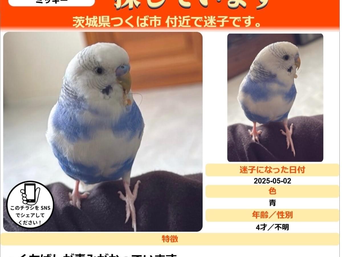 ミッキーちゃん ミッキーちゃん