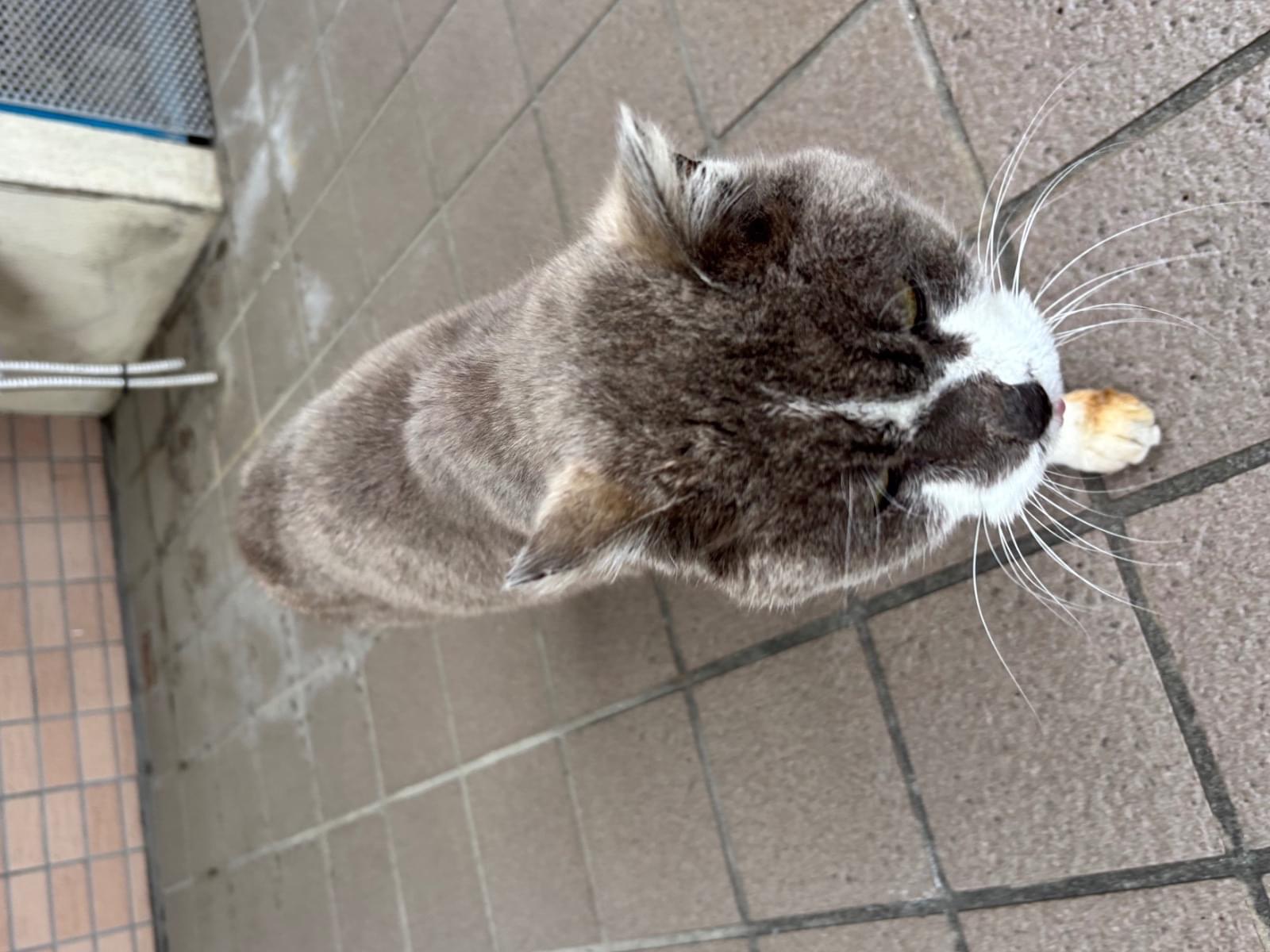 目撃された猫 目撃された猫