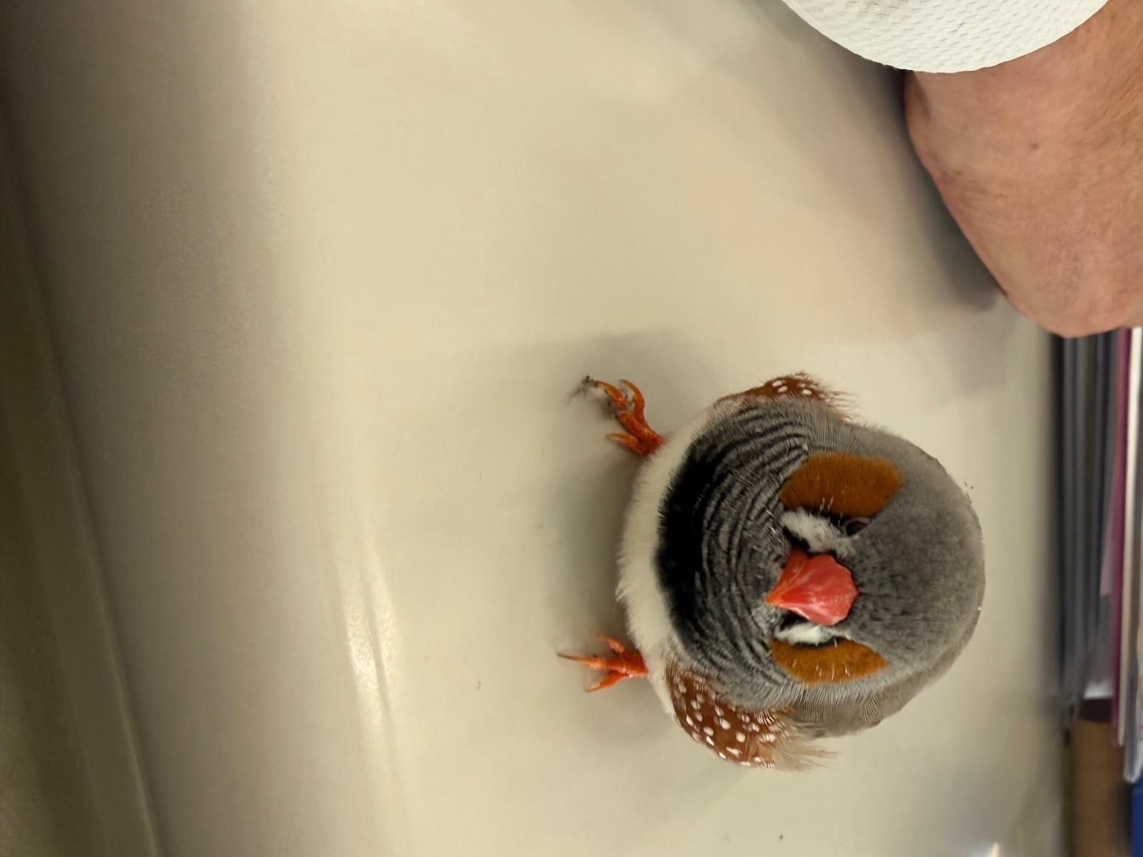保護された鳥 保護された鳥