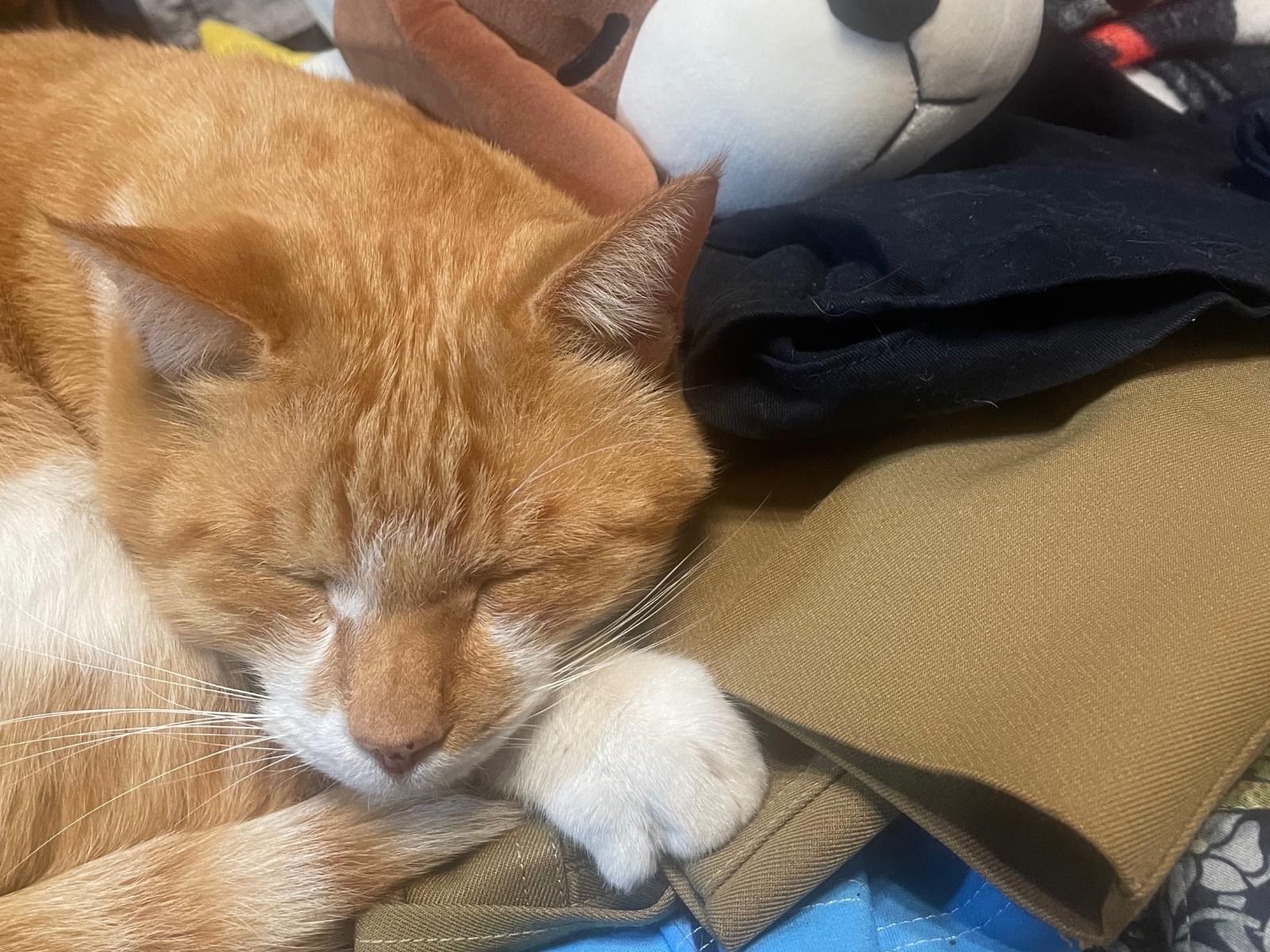 しろちゃちゃん