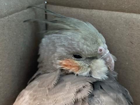 保護された鳥 保護された鳥