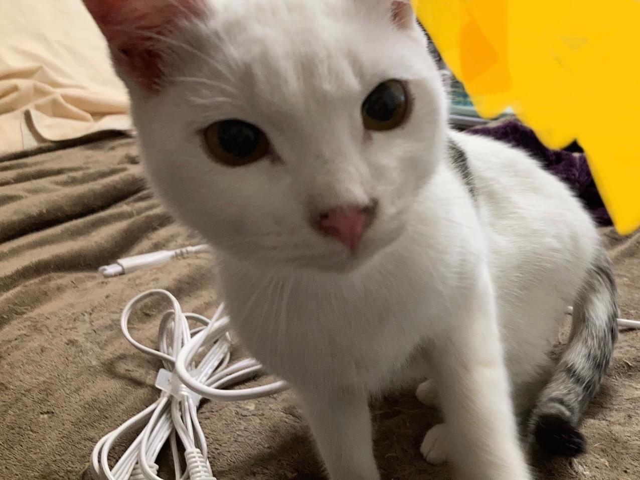 保護された猫 保護された猫