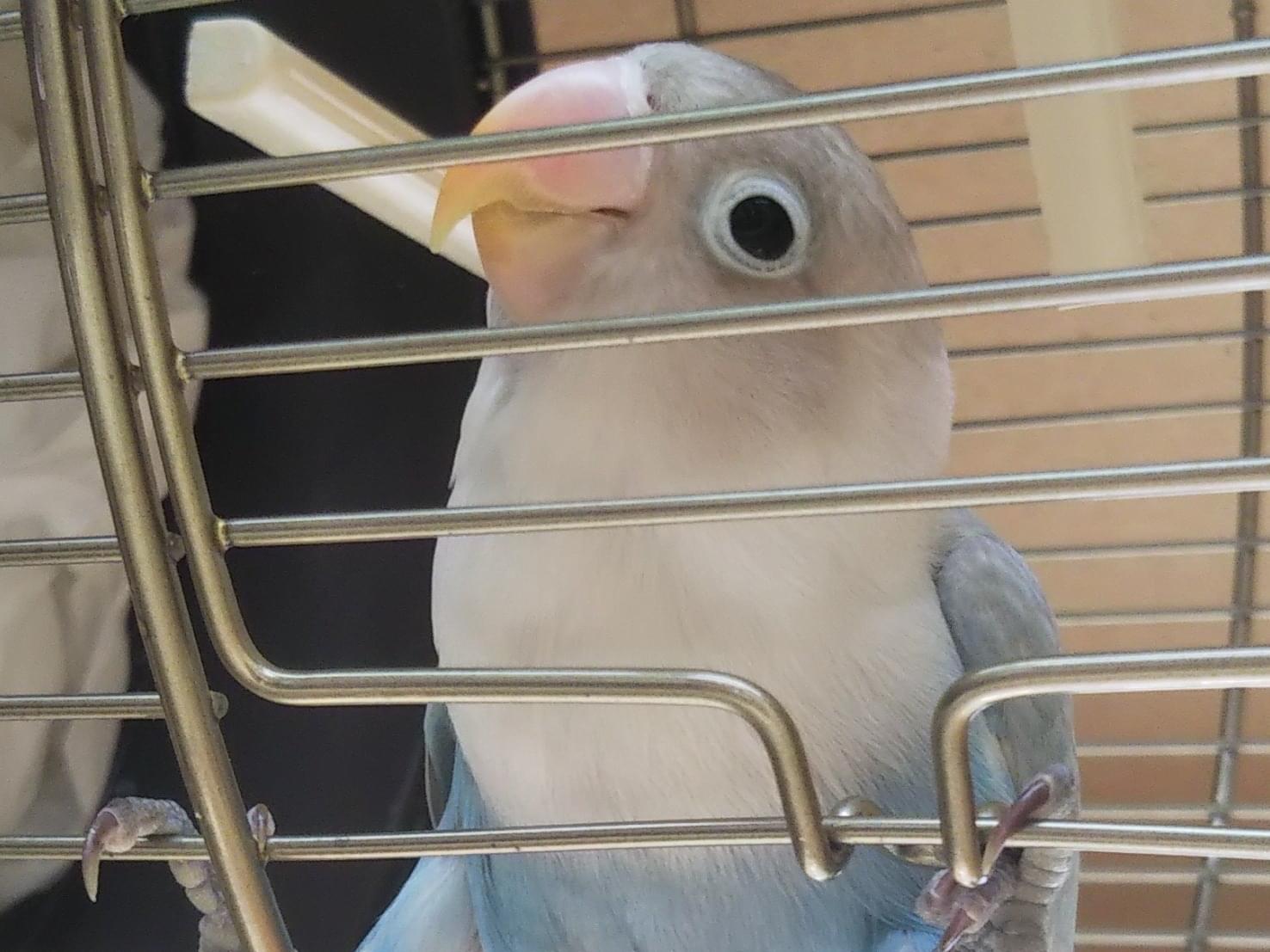 保護された鳥 保護された鳥