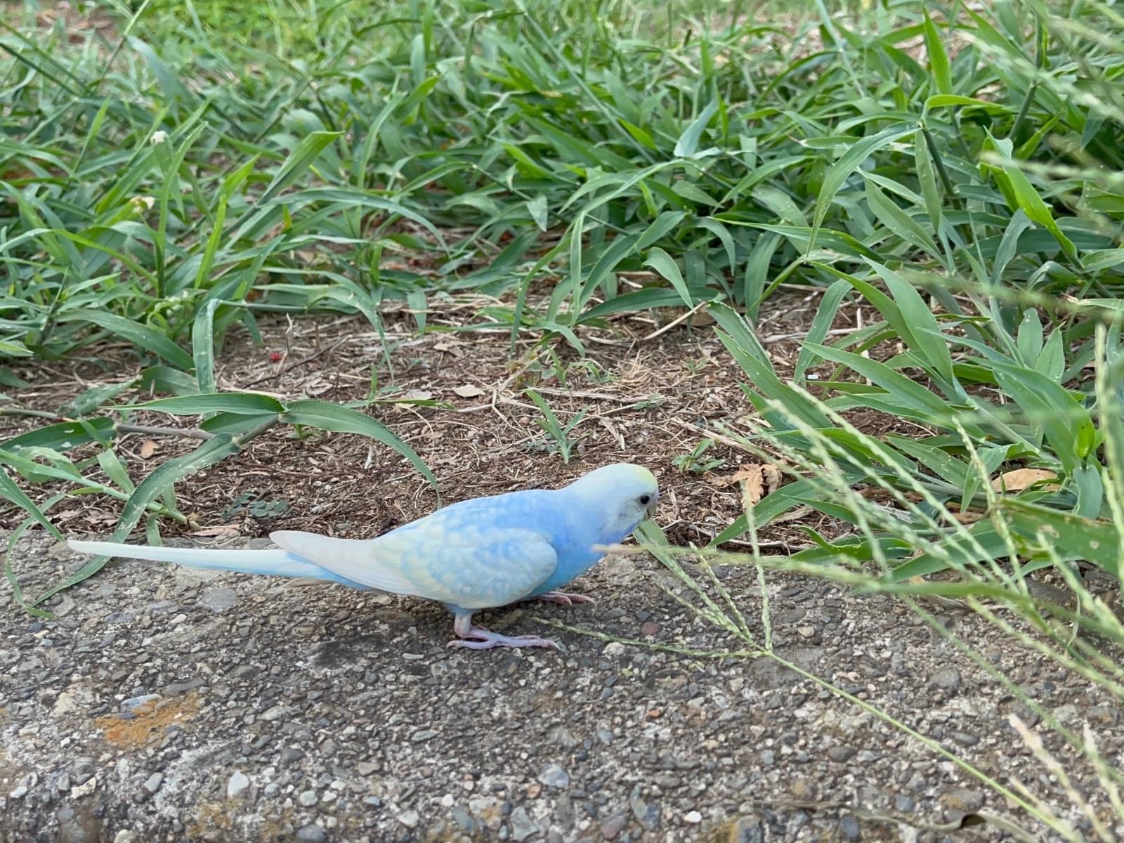 保護された鳥 保護された鳥