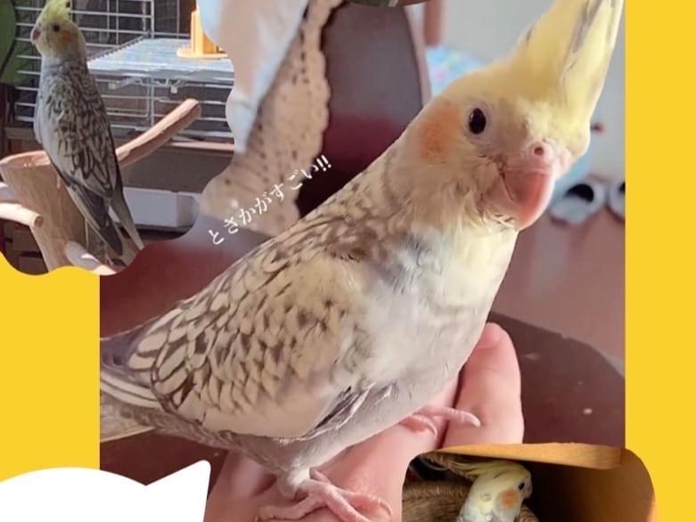 らんちゃん らんちゃん