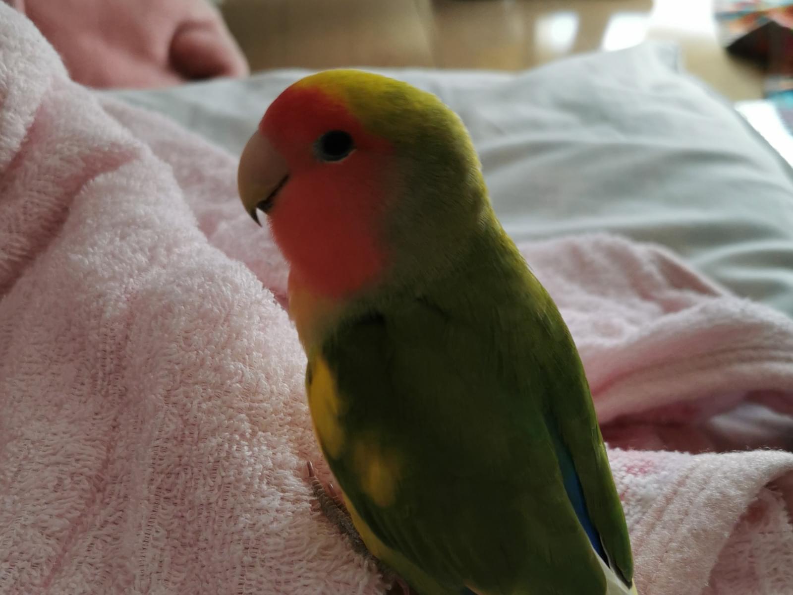 きーちゃん きーちゃん