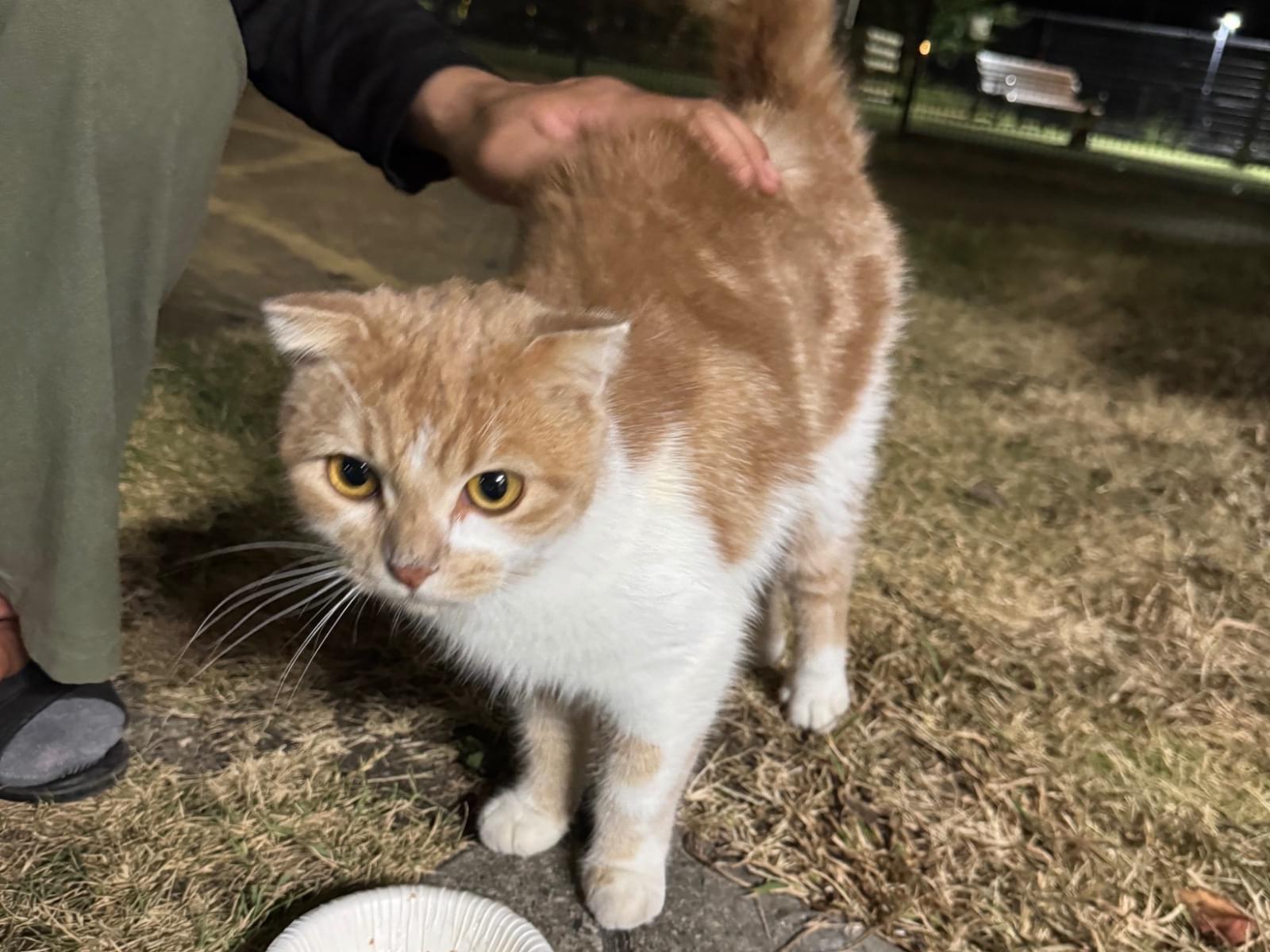 保護された猫 保護された猫