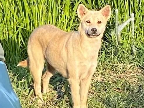 目撃された犬