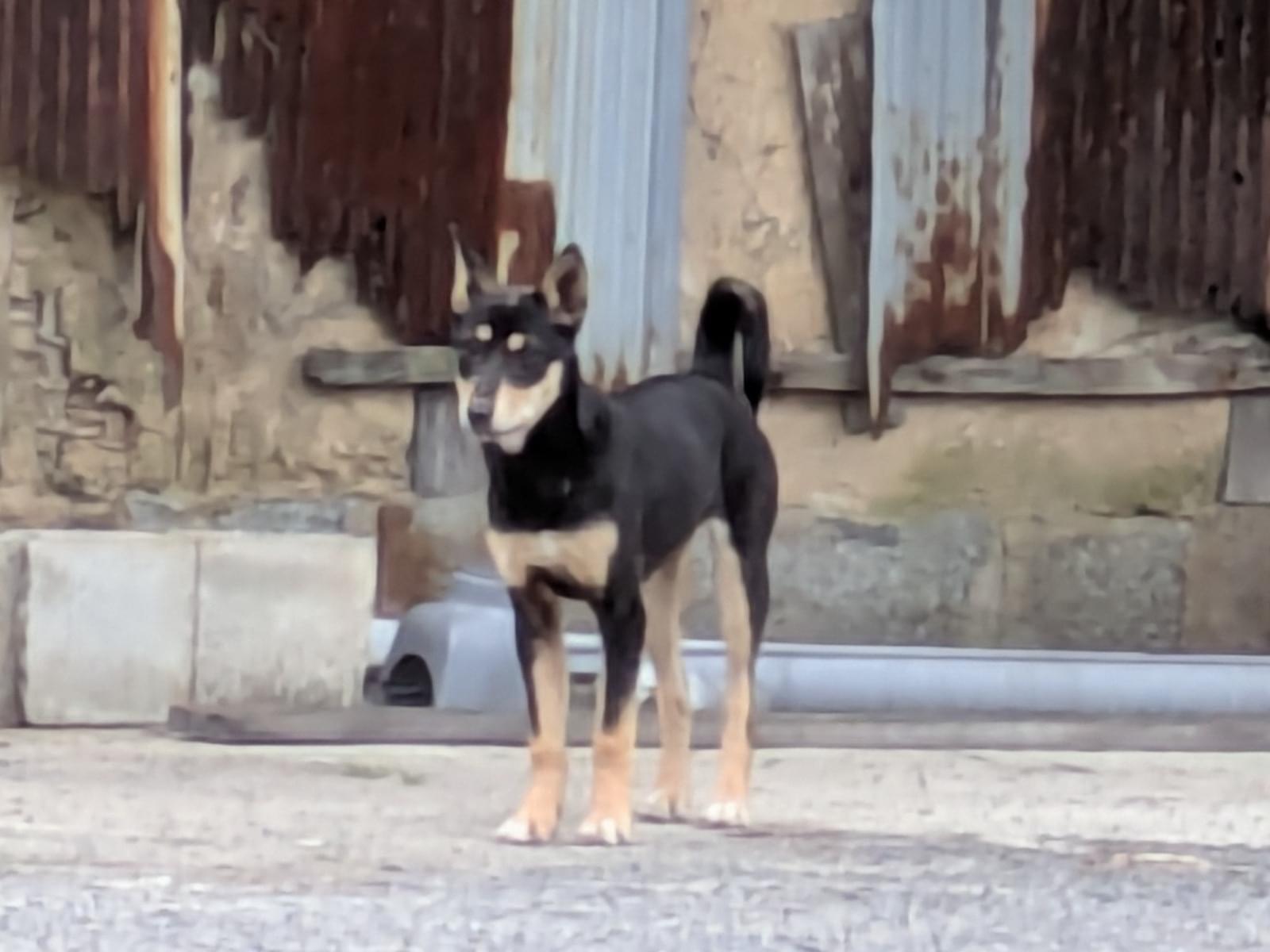 目撃された犬 目撃された犬