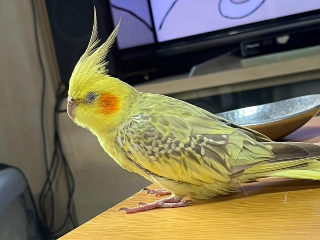 保護された鳥 保護された鳥