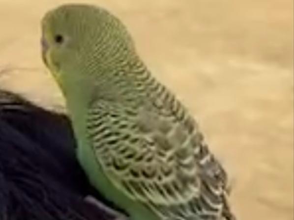 目撃された鳥 目撃された鳥