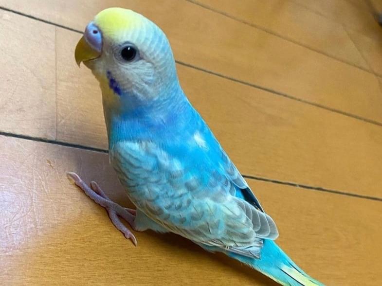 らむねちゃん らむねちゃん