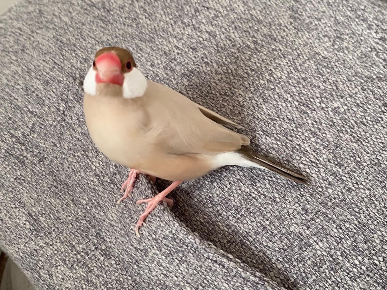 モンちゃん