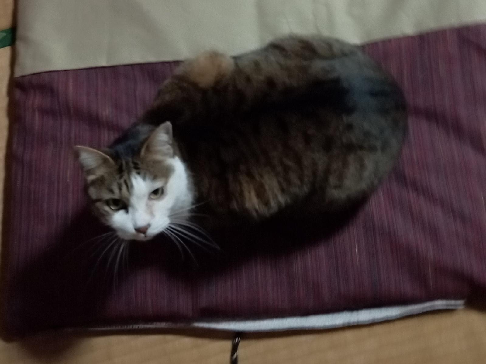 コハルちゃん コハルちゃん