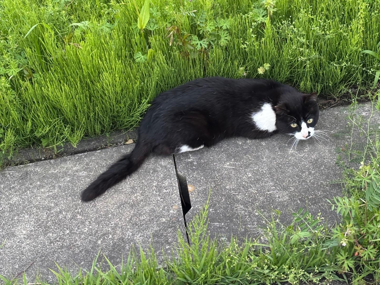 目撃された猫