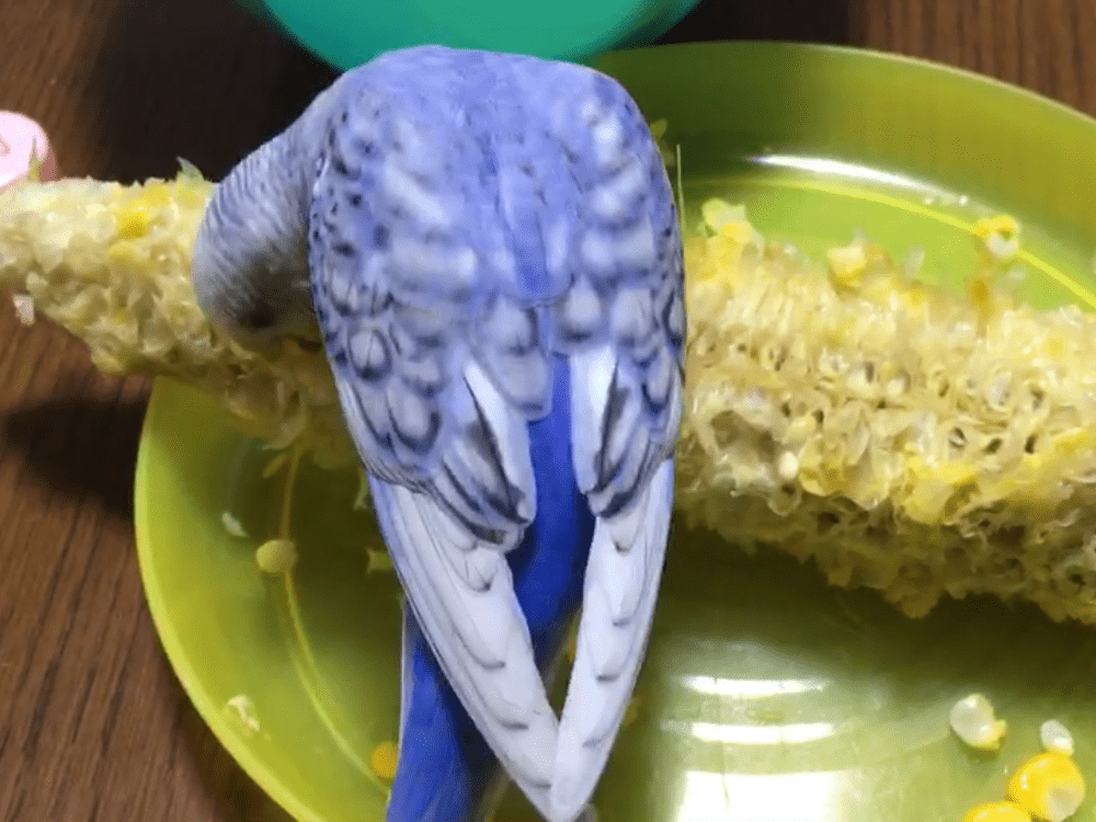 うめちゃん うめちゃん