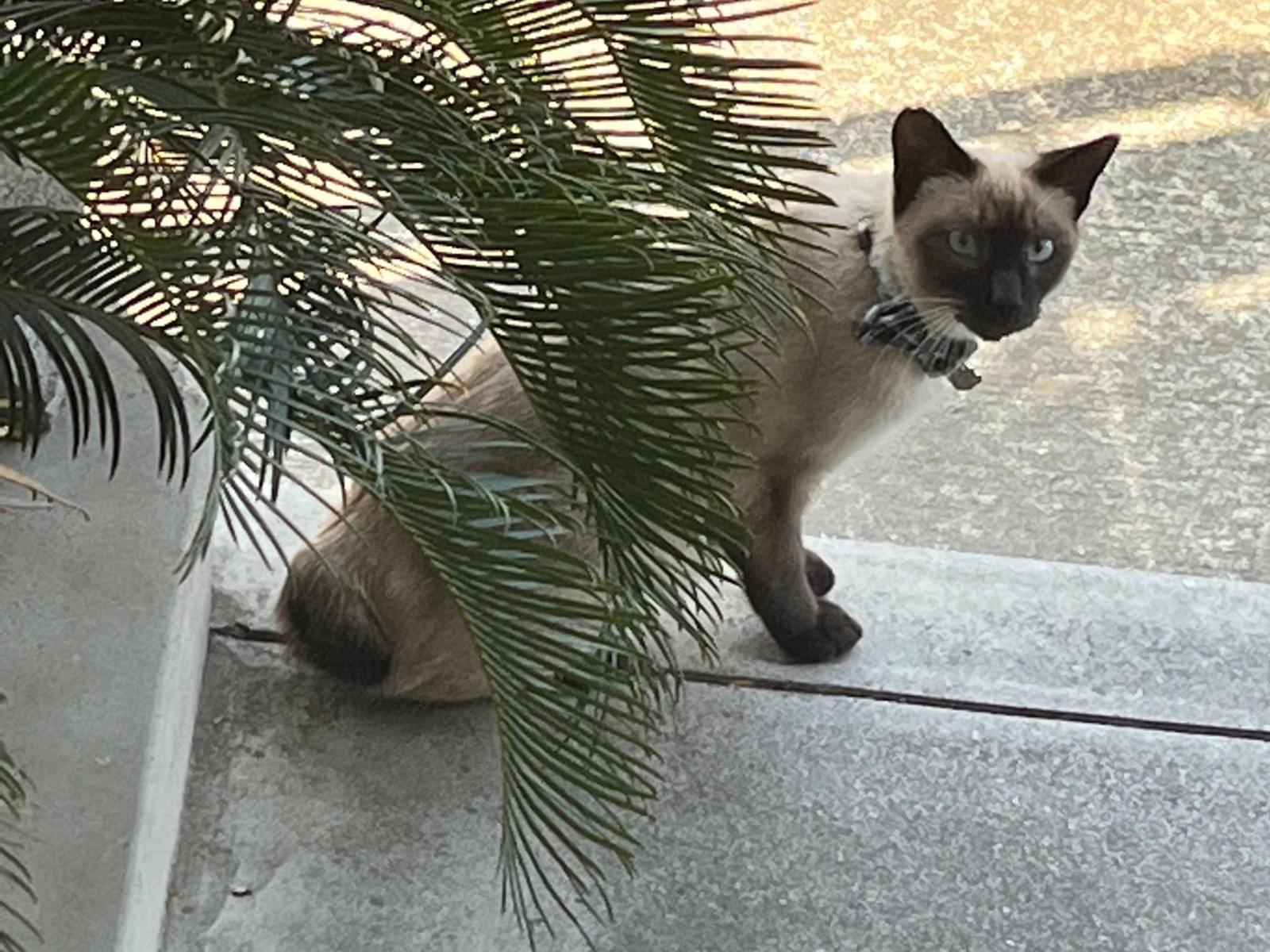 目撃された猫 目撃された猫