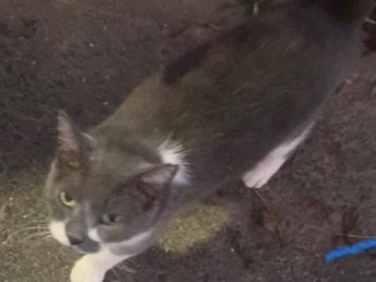 目撃された猫 目撃された猫