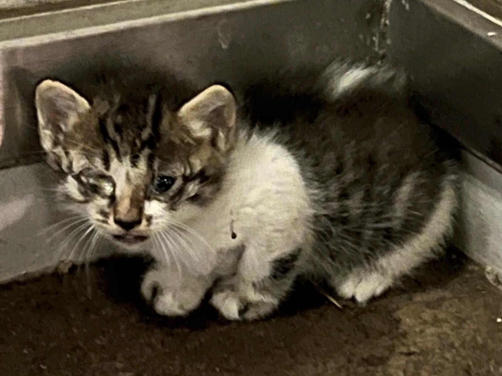 保護された猫 保護された猫