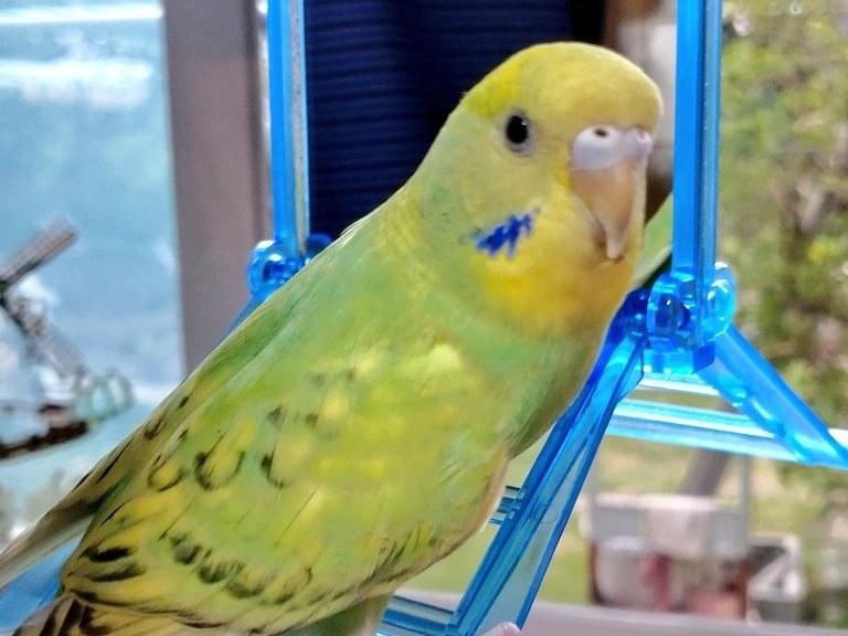ぴーちゃん ぴーちゃん