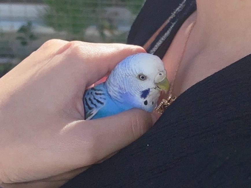 保護された鳥 保護された鳥