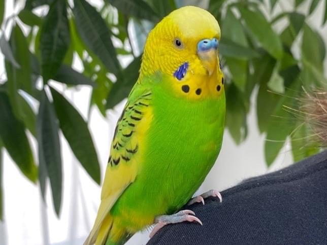 保護された鳥 保護された鳥