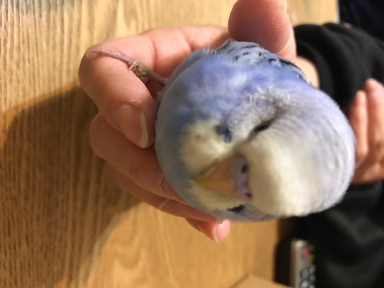 保護された鳥 保護された鳥