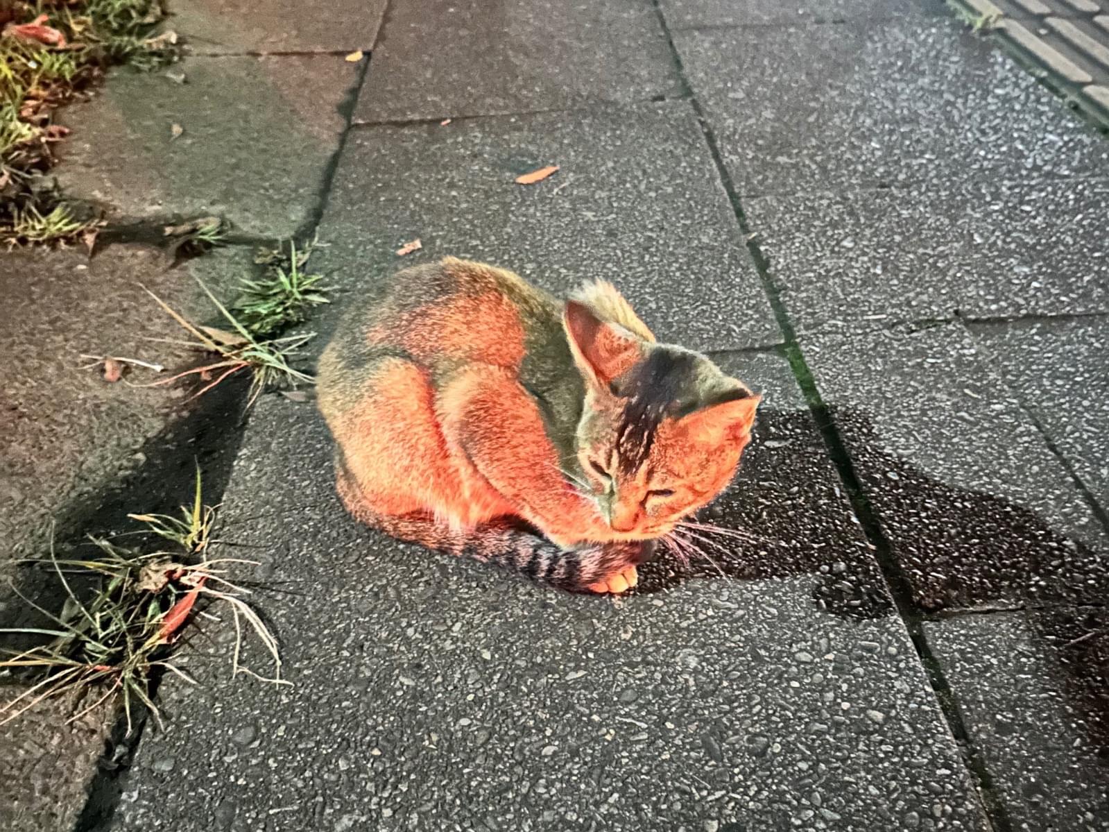 目撃された猫 目撃された猫