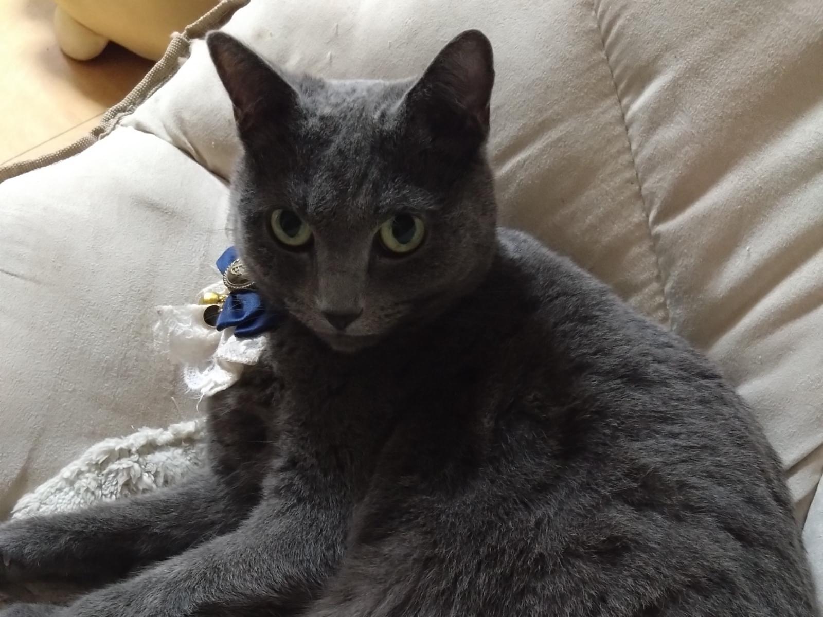 ななこちゃん ななこちゃん