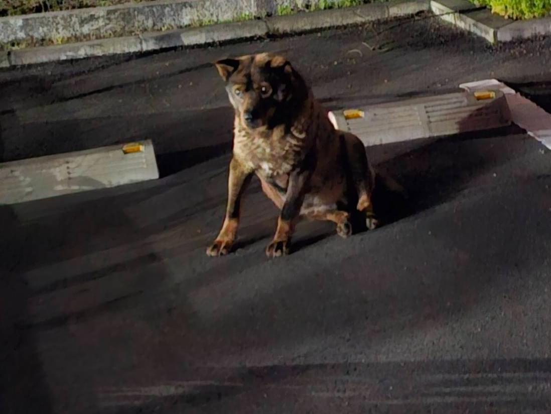 目撃された犬 目撃された犬