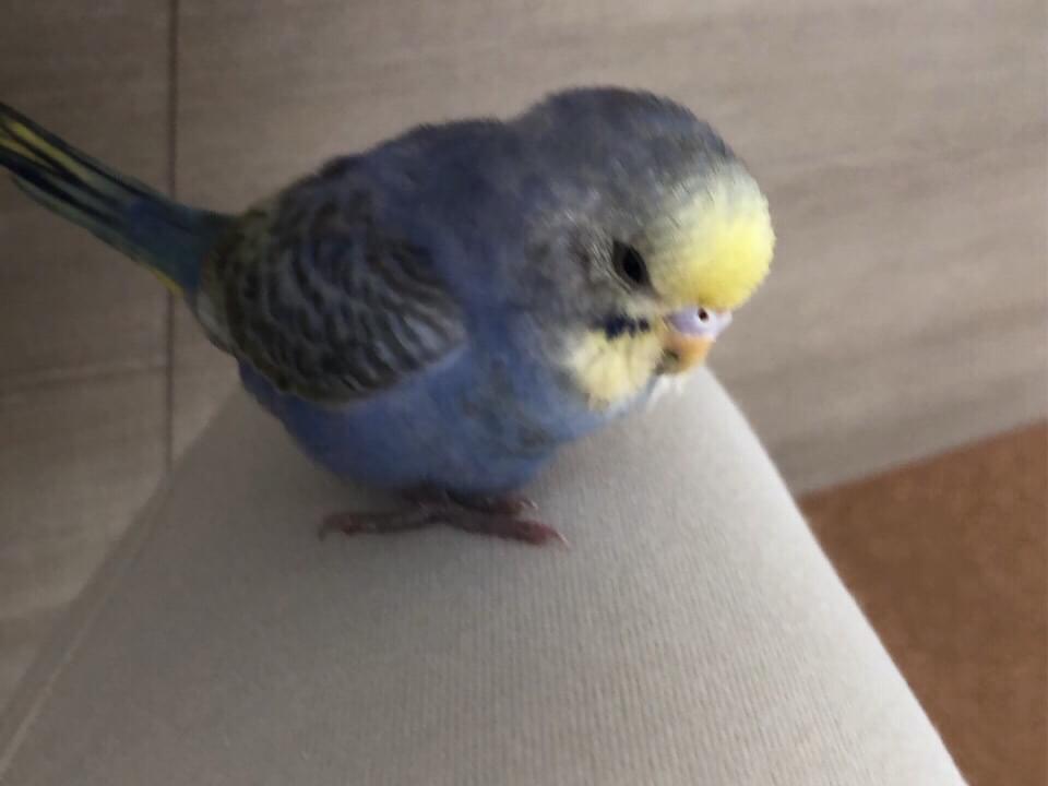 保護された鳥 保護された鳥