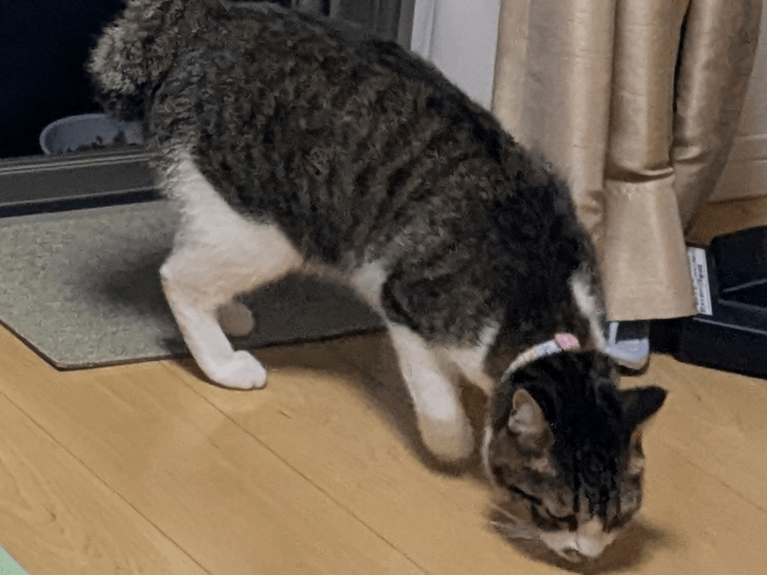 くるみちゃん