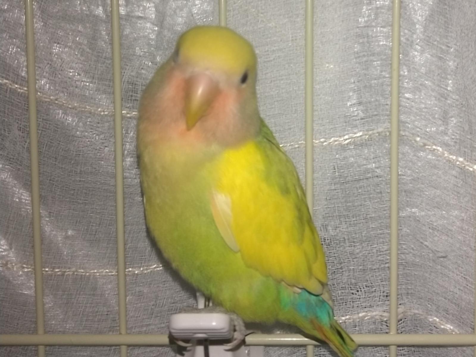 保護された鳥 保護された鳥