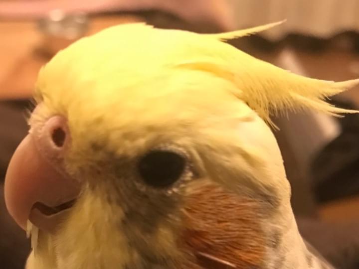 ごんちゃん ごんちゃん