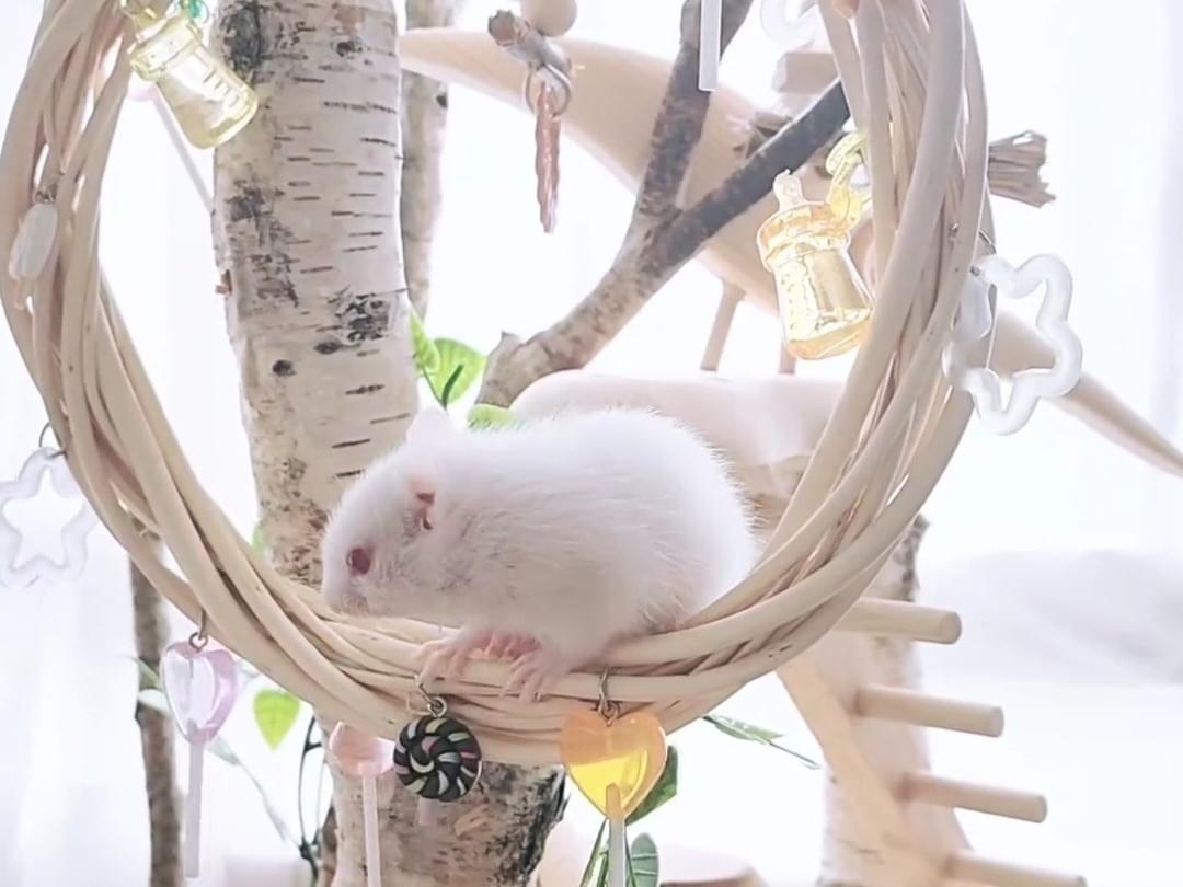 おリスちゃん おリスちゃん