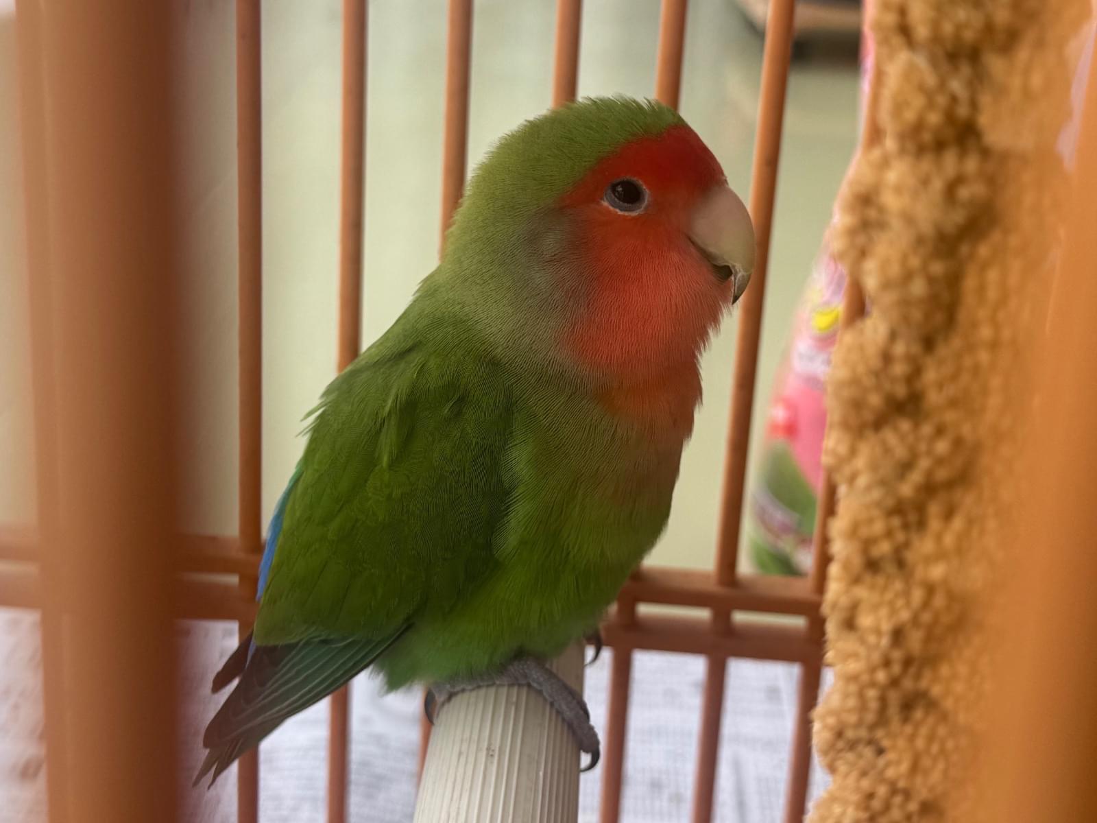 保護された鳥 保護された鳥