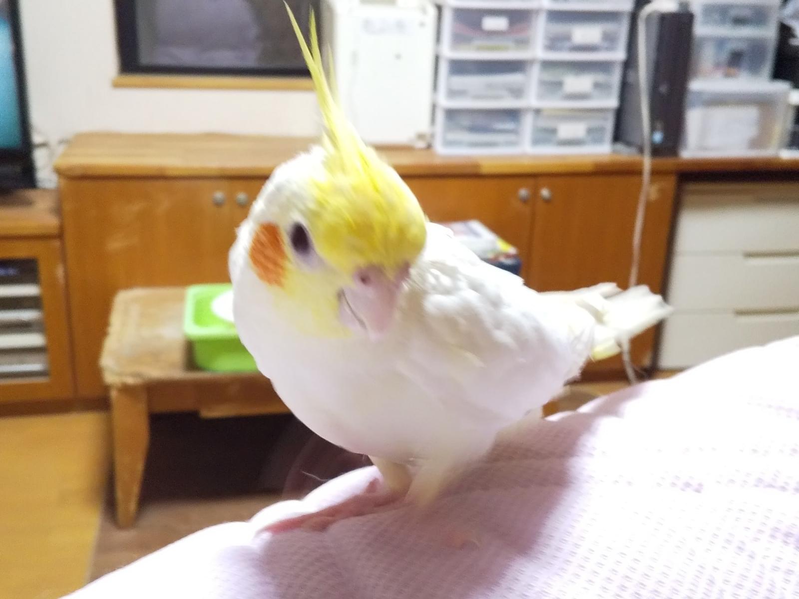 ピッチョちゃん ピッチョちゃん