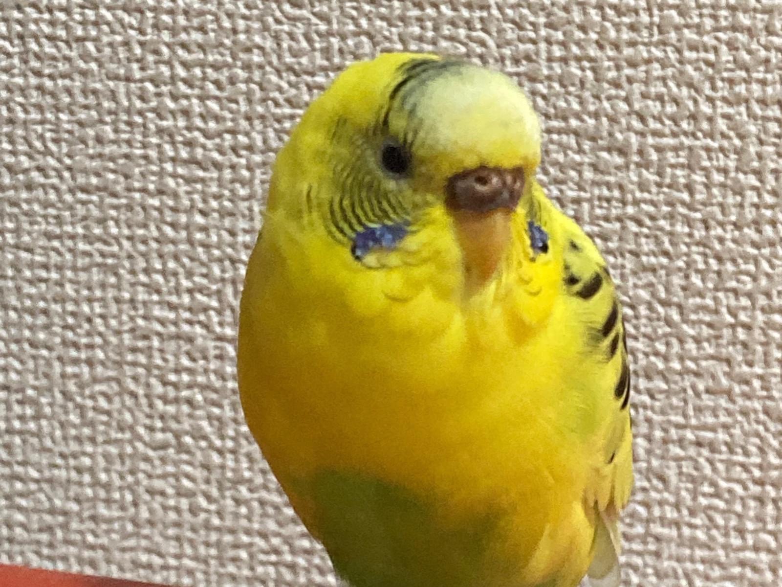 レモンちゃん レモンちゃん