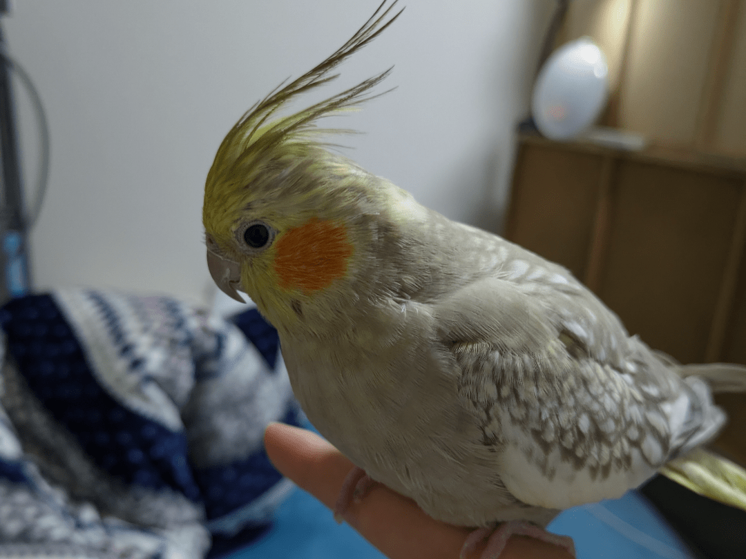 フブちゃん フブちゃん