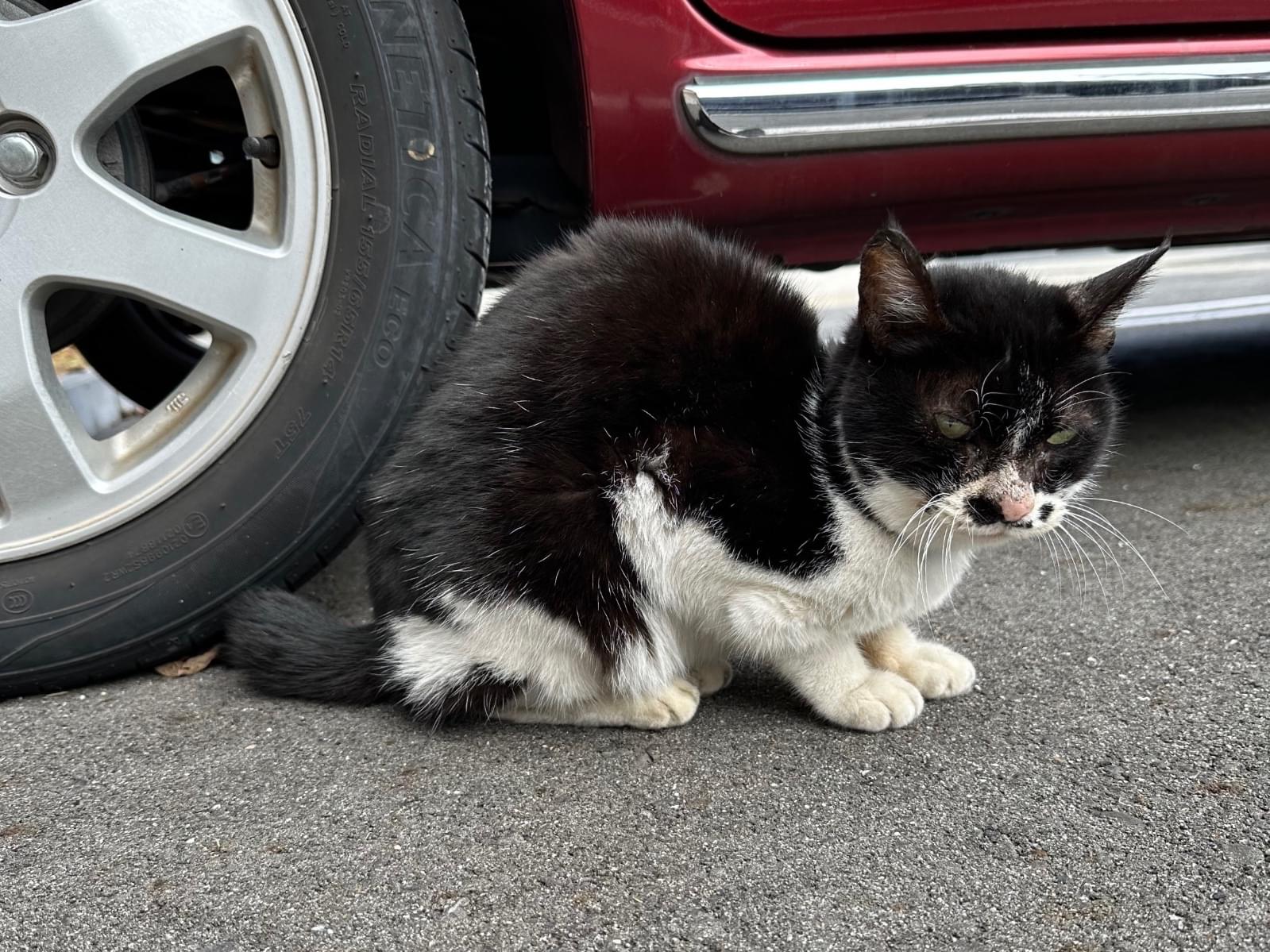 目撃された猫 目撃された猫