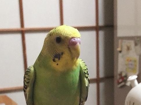 メルちゃん メルちゃん