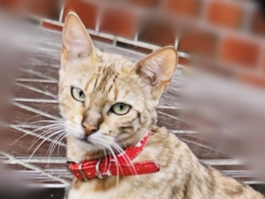 目撃された猫